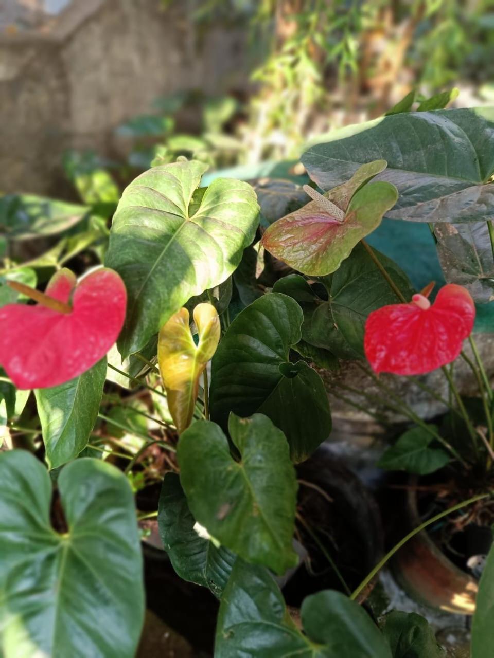 Chaithritha Ladies Homestay Thiruvananthapuram Bagian luar foto